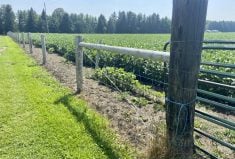 This is some of the 74 acres that Joel and Paula Brodie have fenced on their farm so they can graze sheep on cover crops.