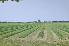 The west side of Ottawa’s Central Experimental farm.
