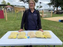 Delma Kennedy has a collection of dummy pads that were taxidermied to feel like actual sheep bodies as a teach tool for body condition score.