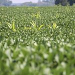 Volunteer corn peeks through soybeans in a field in southern Huron County.