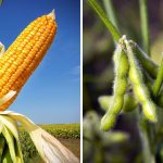 China says GM soy, corn trials show ‘outstanding’ results