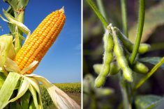 China says GM soy, corn trials show ‘outstanding’ results