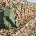The cover crops in the wheel row ensure the strips where corn is planted will see little traffic.