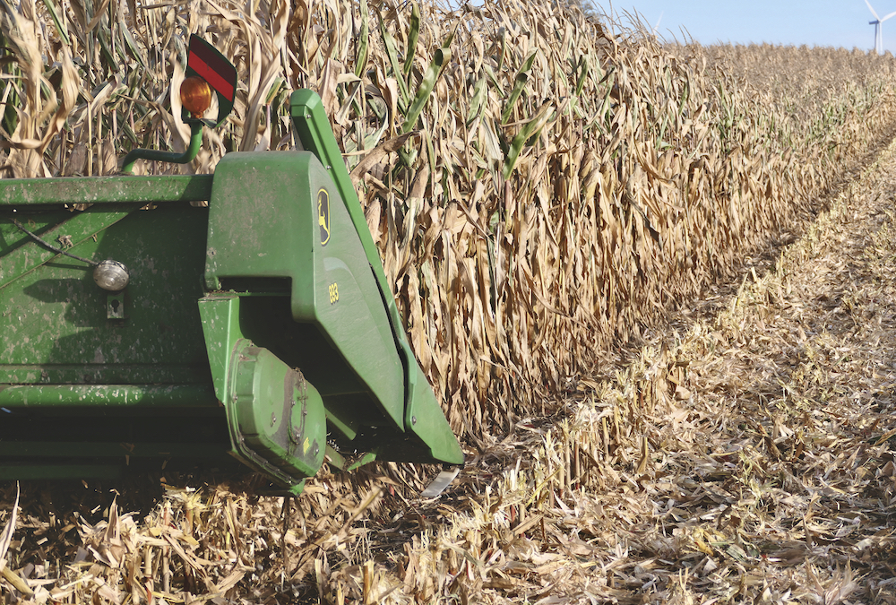The cover crops in the wheel row ensure the strips where corn is planted will see little traffic.