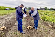 Patrick Gilbert, Loblaws vendor development, right, cuts open a potato variety at the Elora Research Station to check the flesh while a colleague records first impressions during the annual Potato Research Day. 