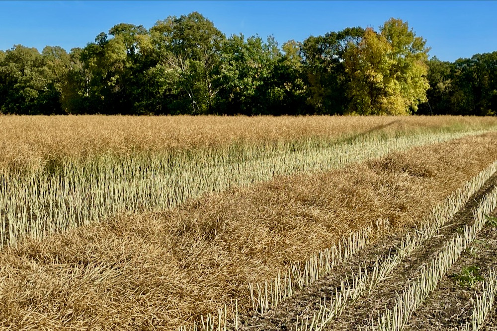 An initial swath in a canola crop north of St. Adolphe, Man. on Sept. 17, 2023. (Dave Bedard photo)
