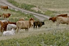 The beef industry is determining how surveillance for foot-and-mouth disease will work in community pastures that are shared by cattle from several producers.