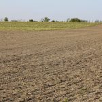 The headlands of this field received a fall application to control dandelions, making for a nice seed bed to plant into. The rest of the field had no fall management, and the dandelion pressure is significant and will take much longer to control now.