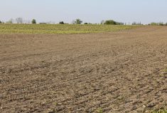The headlands of this field received a fall application to control dandelions, making for a nice seed bed to plant into. The rest of the field had no fall management, and the dandelion pressure is significant and will take much longer to control now.