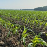 Minimizing nitrogen loss in crops is one of the areas being researched by the new Living Labs - Ontario project.