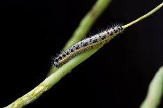 Cabbage white caterpillar eating an oilseed rape plant.