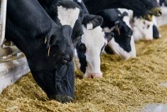 Dairy cattle, Ontario