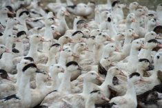 File photo of ducks on a farm at Gironde in southwestern France. (Esperanza33/iStock/Getty Images)