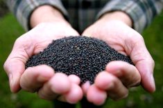 On the morning of Dec. 30, the nearby January canola contract apparently hit a new all-time high.  Photo: File