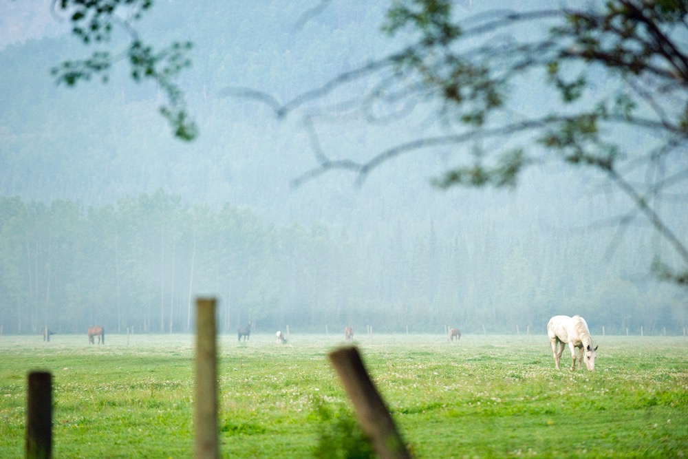 File photos of Yukon ranchland. (StockstudioX/iStock/Getty Images)
