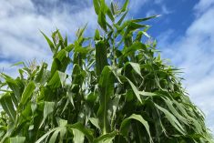 The annual Great Lakes Grain tour assessment showed above-average yields for corn at 199.9 bu./acre.