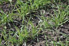 Counting the stems and tillers is important and will provide a better assessment of accuracy in seeding.