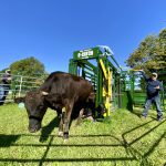 Tim Prior, owner of Brussels Agri Services Ltd., and his Wagyu cattle demonstrate the compact and portable Arrowquip Heeler 87C system, which includes two corrals and a 32-foot chute system.
