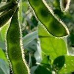 Critical growing season ahead for soybeans