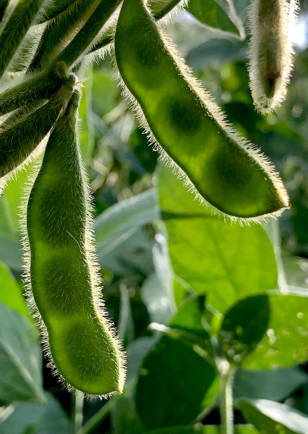 Critical growing season ahead for soybeans