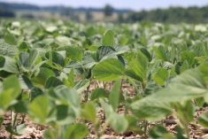 These soybeans are up and growing well early season in Ontario. 