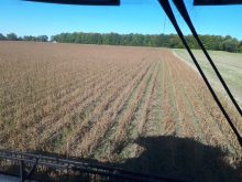 Soils stay warmer with the onset of winter and there’s also some weed suppression.