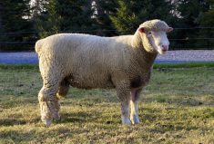 Century Lane Farm near Ashton, Ont., has long been known for its polled Dorset sheep. It sells genetics to other sheep farms.