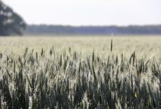 If non-legume plants could form associations with nitrogen fixers, it could lessen the reliance on synthetic fertilizers.