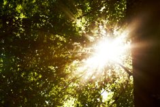 Shot of the sun beaming through tree limbs