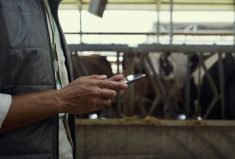 CATTLEytics is developing a new herd management app called ‘Milkshake’.