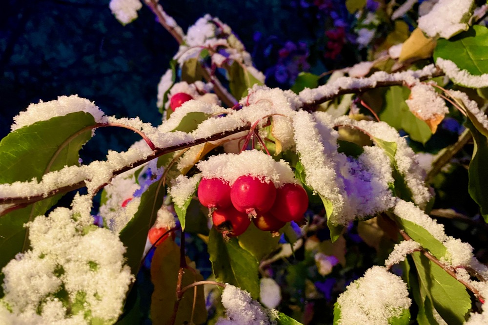 Fresh snow on an ornamental crabapple tree in Winnipeg, Oct. 25, 2023. (Dave Bedard photo)
