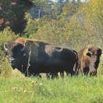 “One of our biggest headaches is the availability of processing space for us or even the willingness of some of the abattoirs to take
on bison.” – Brian Arnold.