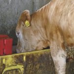 Cattle in pens have been shown to transfer antimicrobial resistant bacteria between them. A water trough quick test could help producers make effective antimicrobial treatment decisions.