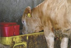 Cattle in pens have been shown to transfer antimicrobial resistant bacteria between them. A water trough quick test could help producers make effective antimicrobial treatment decisions.