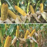 Corn growth from Adam Pfeffer’s demonstration plots in 2023.