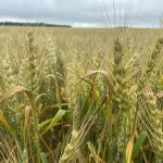 Winter wheat got off to a quick start in the spring and yielded well in 2023 in Ontario.