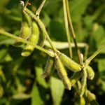 The project is expected to improve the current soybean reference genome.