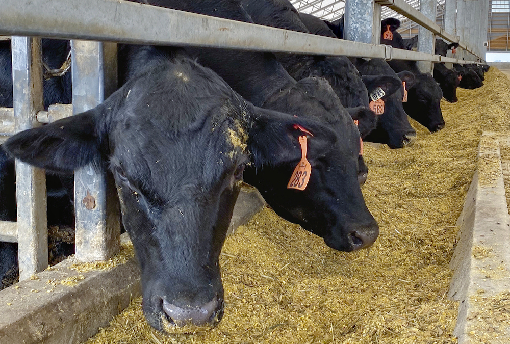 Research shows bunk management efficiencies could be pinpointed using trail cameras and attention to the impact of bunk, cattle, and external conditions.
