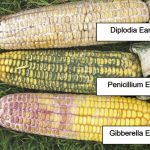 Some common corn ear moulds which can be observed in Ontario.
