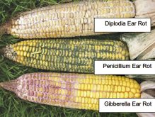 Some common corn ear moulds which can be observed in Ontario.