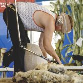Don Metheral displays decades of shearing experience during a blindfold shearing demonstration at the International Plowing Match in Dufferin County in September 2023. He said he’s willing to advise producers on improving shearing workflow or fleece cleanliness and quality if they’re ready to listen.