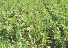 OSCIA to expand delivery of the On-Farm Climate Action Fund to Ontario farmers