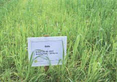 Some growers prefer to keep their cover crop options simple, such as red clover or oats, as pictured above.
