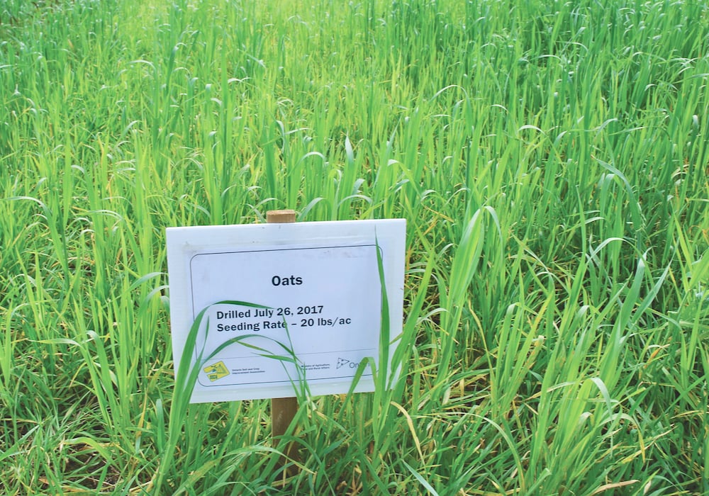 Some growers prefer to keep their cover crop options simple, such as red clover or oats, as pictured above.