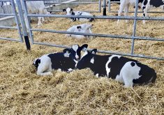 Lactanet’s Genetic Evaluation Board (GEB) is contemplating modernizing the LPI, which was introduced more than 30 years ago.