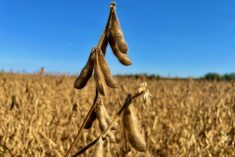 A soybean field north of St. Adolphe, Man. on Sept. 17, 2023. (Dave Bedard photo)