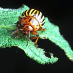 Cimegra provides effective control against Colorado potato beetles, a highly damaging and yield-inhibiting potato pest.
