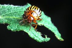Cimegra provides effective control against Colorado potato beetles, a highly damaging and yield-inhibiting potato pest.