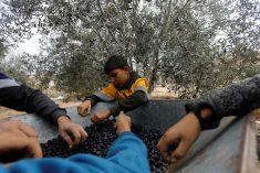 A Palestinian man and his children sort freshly picked olives on a farm during a temporary truce between Israel and the Palestinian Islamist group Hamas, in Khan Younis in the southern Gaza Strip, on Nov. 28, 2023. (Photo: Reuters/Saleh Salem)