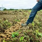 McCain foods has launched Presia Ag Insights, a firm that will use artificial intelligence to advise growers. Photo: McCain Foods